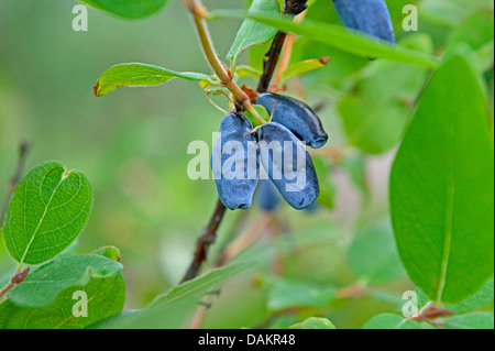 Blau-Kreuzungen Geißblatt, Bluefly Geißblatt, Sweetberry Geißblatt (Lonicera Caerulea "Berry Blue", Lonicera Caerulea blaue Beere), Vultivar Blue Berry Stockfoto