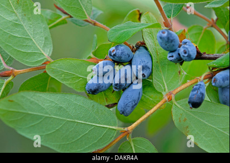 Blau-Kreuzungen Geißblatt, Bluefly Geißblatt, Sweetberry Geißblatt (Lonicera Caerulea "Berry Blue", Lonicera Caerulea blaue Beere), Vultivar Blue Berry Stockfoto