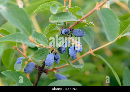 Blau-Kreuzungen Geißblatt, Bluefly Geißblatt, Sweetberry Geißblatt (Lonicera Caerulea var. Kamtschatica), Zweig mit Früchten Stockfoto