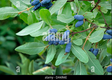 Blau-Kreuzungen Geißblatt, Bluefly Geißblatt, Sweetberry Geißblatt (Lonicera Caerulea var. Kamtschatica), Zweig mit Früchten Stockfoto