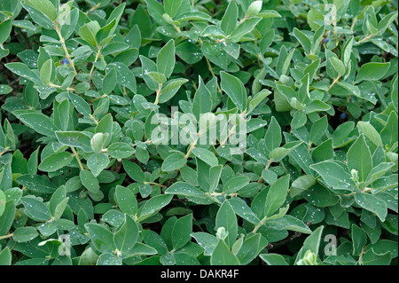 Blau-Kreuzungen Geißblatt, Bluefly Geißblatt, Sweetberry Geißblatt (Lonicera Caerulea var. Kamtschatica), Zweige Stockfoto