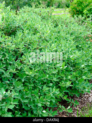 Blau-Kreuzungen Geißblatt, Bluefly Geißblatt, Sweetberry Geißblatt (Lonicera Caerulea var. Kamtschatica) Stockfoto