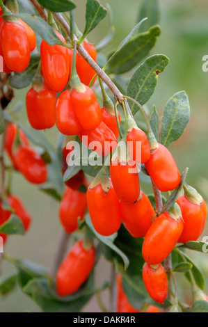 Chinesische Wolfsbeere, chinesische Boxthorn, Himalayan Goji (Lycium Barbarum 'No1 Lifeberry', Lycium Barbarum No1 Lifeberry), Zweig mit Beeren Stockfoto