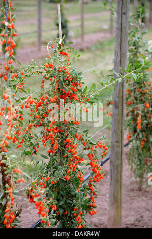 Chinesische Wolfsbeere, chinesische Boxthorn, Himalayan Goji (Lycium Barbarum 'No1 Lifeberry', Lycium Barbarum No1 Lifeberry), Zweig mit Beeren Stockfoto