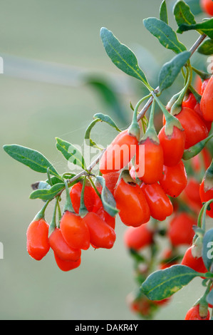 Chinesische Wolfsbeere, chinesische Boxthorn, Himalayan Goji (Lycium Barbarum 'No1 Lifeberry', Lycium Barbarum No1 Lifeberry), Zweig mit Beeren Stockfoto