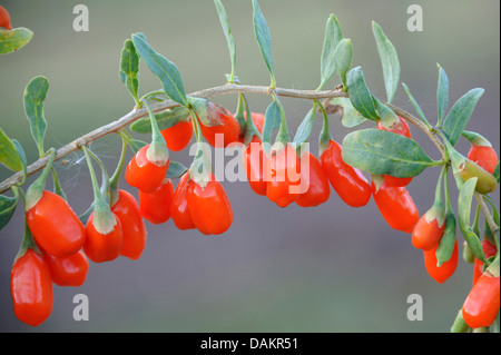 Chinesische Wolfsbeere, chinesische Boxthorn, Himalayan Goji (Lycium Barbarum 'No1 Lifeberry', Lycium Barbarum No1 Lifeberry), Zweig mit Beeren Stockfoto