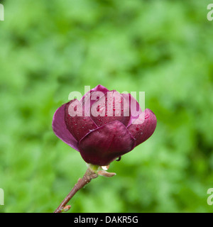 Rote Magnolie, Untertasse Magnolie (Magnolia X soulangiana "Genie", Magnolia X soulangiana Genie), Blume, Deutschland, Sachsen Stockfoto