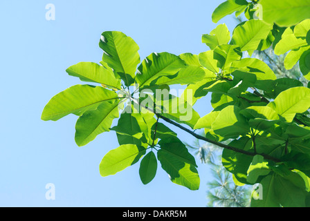 Japanische unten Magnolie, japanische Weißstämmige Magnolie (Magnolia Hypoleuca, Magnolia Diarrhena) zweigt bei Gegenlicht Stockfoto