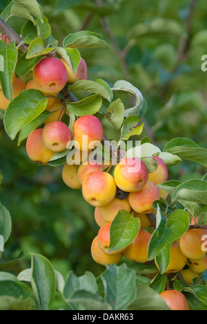 Japanischen Krabbe (Malus 'Butterball' Malus Butterball), Sorte Butterball, Zweig mit Früchten Stockfoto