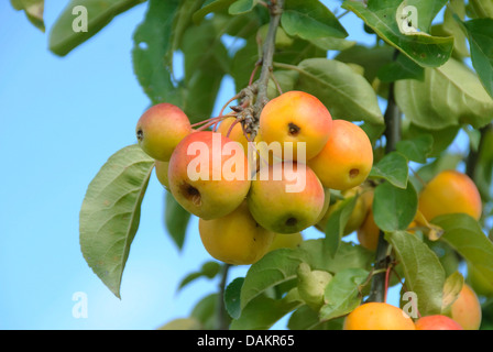 Japanischen Krabbe (Malus 'Butterball' Malus Butterball), Sorte Butterball, Zweig mit Früchten Stockfoto