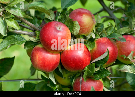 Apfelbaum (Malus Domestica 'Mini-Cox', Malus Domestica Mini-Cox), Sorte Mini-Cox Stockfoto