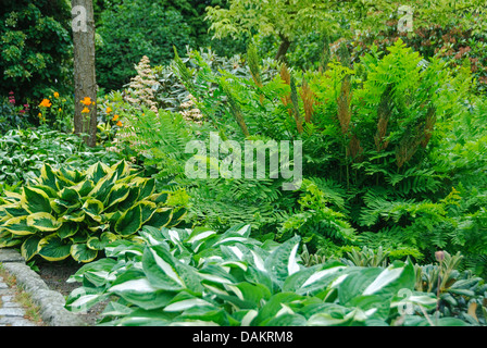 Königsfarn (Osmunda Regalis), in einem Garten mit Hosta Stockfoto