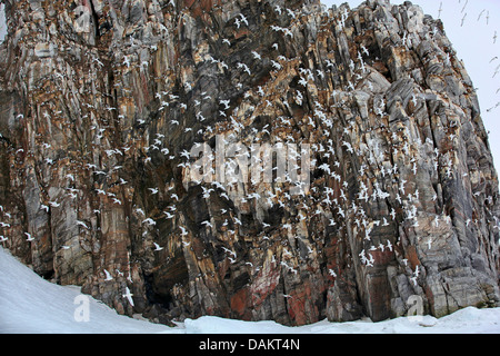 Schwarz-legged Kittiwake (Rissa Tridactyla, Larus Tridactyla), viele Möwen auf einem Vogelfelsen und in der Luft, Nunavut, Kanada, Bylot-Insel Stockfoto