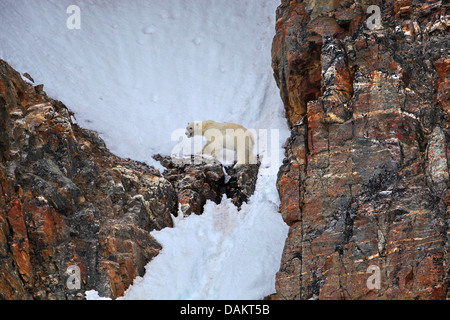 Eisbär (Ursus Maritimus), auf Schnee bedeckt Rock, Kanada, Nunavut Stockfoto