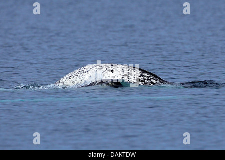 Narwal, Einhorn Wal (Monodon Monoceros), Eintauchen in Wasser an die Meeresoberfläche s, Nunavut, Kanada, Bylot Insel Stockfoto