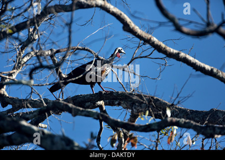 Red-throated Piping Guan (Pipile Cujubi), auf einem Ast, Brasilien Stockfoto