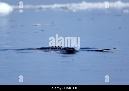 Narwal, Einhorn Wal (Monodon Monoceros), zeigt eine s Tusk, Nunavut, Kanada, Bylot Insel Stockfoto