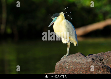 Angeschnittene Ärmel Reiher (Pilherodius Pileatus), stehend auf einem Stein, Brasilien, Cristalino Stockfoto