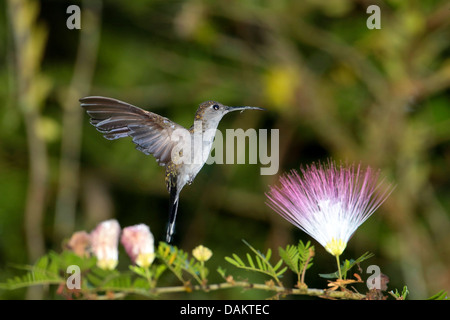 grau-breasted Sabrewing (Campylopterus Largipennis), schwebt vor einer Blume, Brasilien Stockfoto