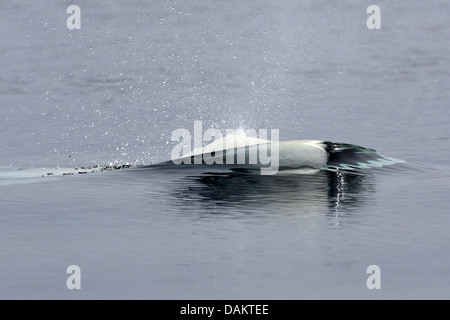 weißer Wal, Beluga (Delphinapterus Leucas), Schlag ein Beluga, Nunavut, Kanada, Bylot Insel Stockfoto