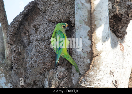 Pfirsich-fronted Conure, Pfirsich-fronted Sittich (Aratinga Aurea), bei Baumhöhle, Brasilien, Pantanal Stockfoto