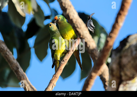 Pfirsich-fronted Conure, Pfirsich-fronted Sittich (Aratinga Aurea), paar auf einem Ast, Brasilien, Pantanal Stockfoto