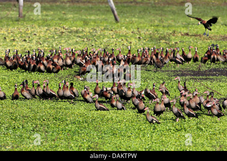 Rot-billed pfeifende Ente, schwarzbäuchigen Baum-Ente (Dendrocygna Autumnalis), Herde auf einer Wiese, Brasilien Stockfoto