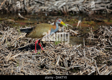 Riesen Holz Schiene (Aramide Ypecaha), am Ufer, Brasilien, Mato Grosso do Sul Stockfoto