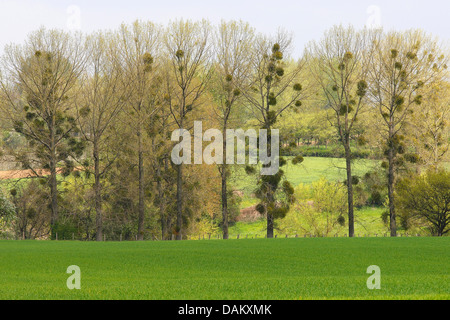 Mistel (Viscum Album Subspecies Album), Bäume mit Misteln, Belgien Stockfoto