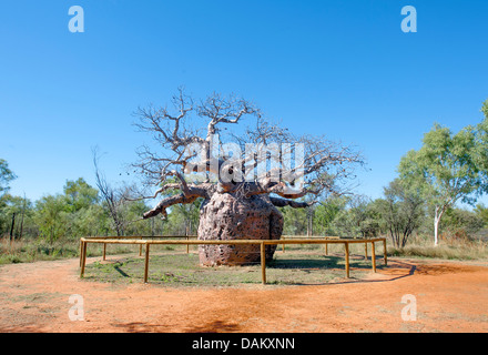 Boab Prison Tree südlich von Derby diente als ein Absturz für eingeborene australische Gefangene, Kimberley Stockfoto