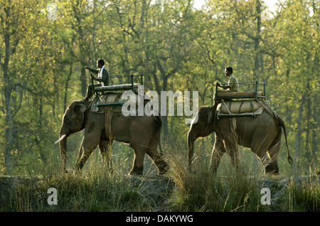 Asiatischer Elefant, Asiatischer Elefant (Elephas Maximus), zwei Mahouts auf ihre Arbeiten Elefanten, Madhya Pradesh, Kanha Nationalpark Stockfoto