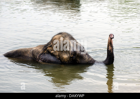 Asiatischer Elefant, Asiatischer Elefant (Elephas Maximus), Baden in einem See, Indien, Madhya Pradesh, Bandhavgarh National Park Stockfoto