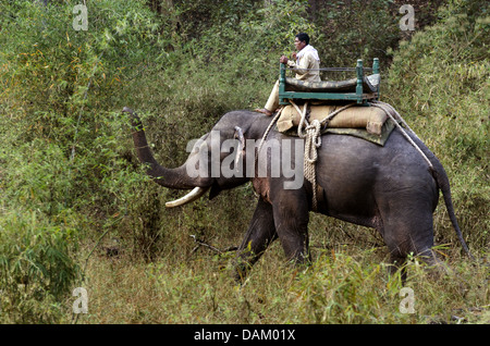 Asiatischer Elefant, Asiatischer Elefant (Elephas Maximus), zwei Mahouts auf ihre Arbeiten Elefanten, Madhya Pradesh, Kanha Nationalpark Stockfoto