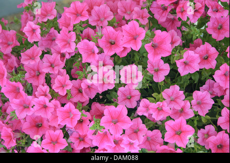 Garten-Petunie (Petunia "Hot Pink", Petunia Hot Pink), Sorte Hot Pink, blühen Stockfoto