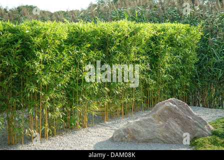 Gelb-gerillt Bambus (Phyllostachys Aureosulcata fo Aureocaulis, Phyllostachys Aureosulcata 'Aureocaulis' Phyllostachys Aureosulcata Aureocaulis), Bambus-Hecke Stockfoto