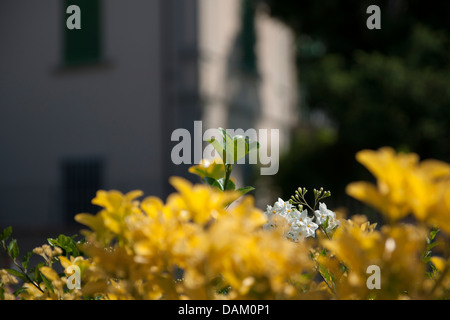 Licht der Sommer Garten, Blumen Solanum capsicastrum Stockfoto