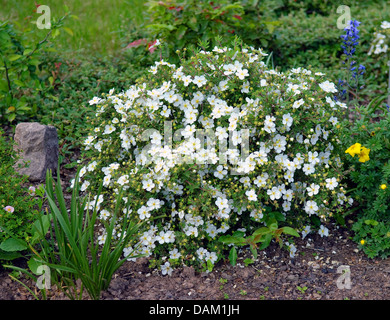 strauchige Fingerkraut, gelbe Rose (Potentilla Fruticosa 'Abbotswood', Potentilla Fruticosa Abbotswood), Sorte Abbotswood Stockfoto