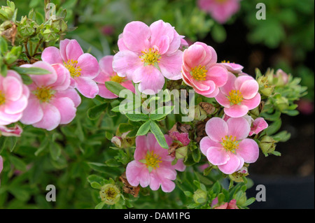 strauchige Fingerkraut, gelbe Rose (Potentilla Fruticosa 'Pink Paradise', Potentilla Fruticosa rosa Paradies), Sorte Pink Paradise Stockfoto