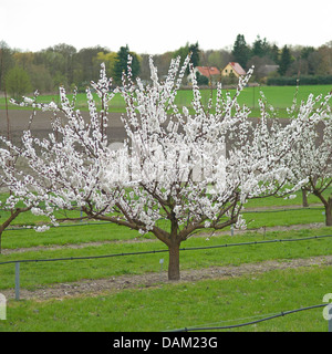 Aprikosenbaum (Prunus Armeniaca "variierbare', Prunus Armeniaca variierbare), blühende Aprikose Baum der Sorte orangerote, Deutschland Stockfoto