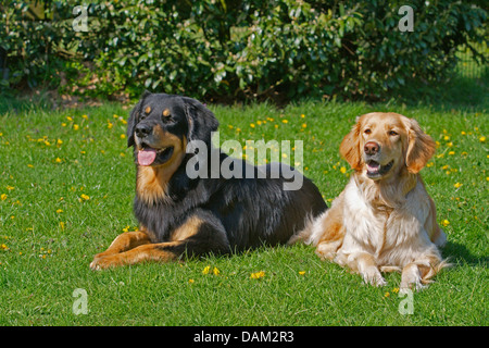 Hovawart (Canis Lupus F. Familiaris), zwei Hovawarte in schwarz und Gold und blond liegen nebeneinander auf einer Wiese, Deutschland Stockfoto