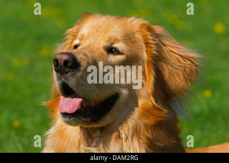 Hovawart (Canis Lupus F. Familiaris), Portrait eines blonden Rüden, Deutschland Stockfoto