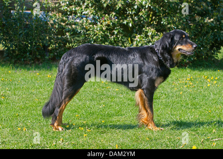 Hovawart (Canis Lupus F. Familiaris), schwarz und Gold Hovawart stehen auf einer Wiese, Deutschland Stockfoto