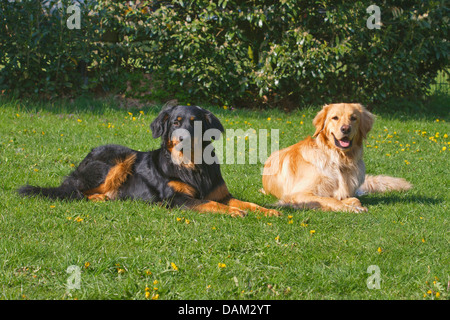 Hovawart (Canis Lupus F. Familiaris), zwei Hovawarte in schwarz und Gold und blond liegen nebeneinander auf einer Wiese, Deutschland Stockfoto