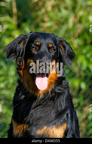 Hovawart (Canis Lupus F. Familiaris), schwarz und Gold, Porträt, Deutschland Stockfoto