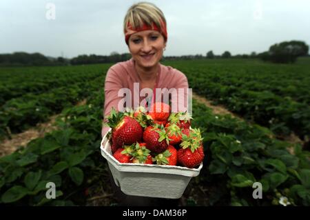 Polnischen Freiwilligen Harvester präsentiert Karolina frisch geernteten Erdbeeren in der Nähe von Warnsdorf, Deutschland, 19. Mai 2011. Die Erdbeersaison hat im Norden von Deutschland begonnen. Foto: Carsten Rehder Stockfoto