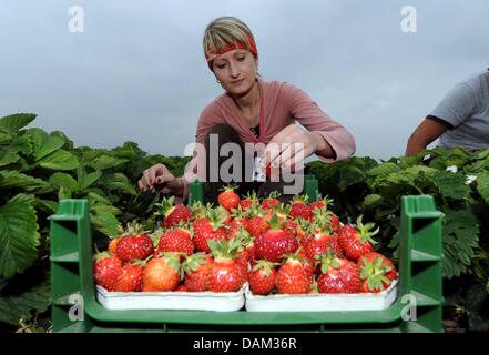 Polnischen Freiwilligen Harvester Karolina Orte frisch geerntet Erdbeeren in einen Eimer in der Nähe von Warnsdorf, Deutschland, 19. Mai 2011. Die Erdbeersaison hat im Norden von Deutschland begonnen. Foto: Carsten Rehder Stockfoto