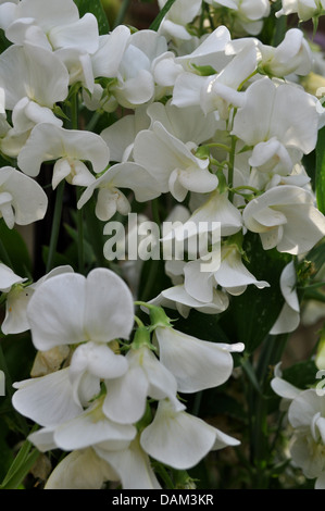 Weiße duftende Platterbse Blumen wachsen in einem Garten Stockfoto