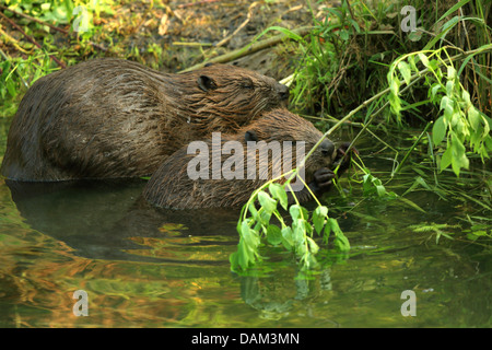 Eurasische Biber, europäische Biber (Castor Fiber), Erwachsene und Welpen am Ufer, Deutschland, Baden-Württemberg Stockfoto