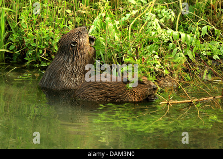 Eurasische Biber, europäische Biber (Castor Fiber), zwei Biber auf dem Futter am Ufer, Deutschland, Baden-Württemberg Stockfoto