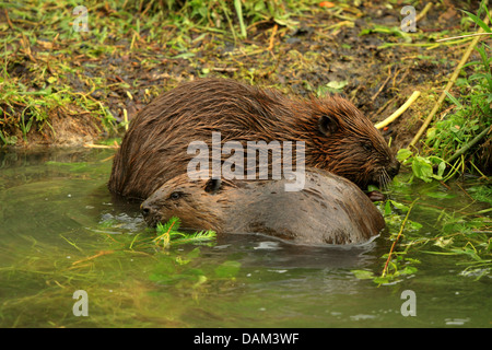 Eurasische Biber, europäische Biber (Castor Fiber), Erwachsene und Welpen auf den Feed, Deutschland, Baden-Württemberg Stockfoto